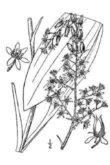 Appalachian Bunchflower