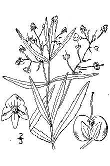 <i>Veronica scutellata</i> L. var. villosa Schumach.