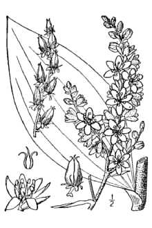 <i>Veratrum viride</i> Aiton ssp. eschscholtzii (A. Gray) Á. Löve & D. Löve