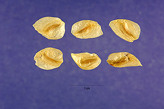 <i>Veratrum eschscholtzianum</i> (Schult. & Schult. f.) Rydb. ex A. Heller