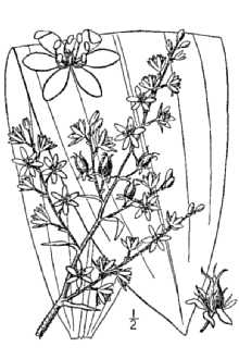 <i>Melanthium woodii</i> (J.W. Robbins ex Alph. Wood) Bodkin