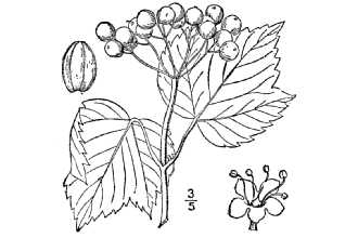 <i>Viburnum acerifolium</i> L. var. ovatum (Rehder) McAtee