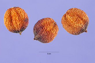 <i>Viburnum acerifolium</i> L. var. glabrescens Rehder