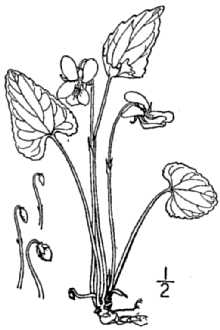 <i>Viola rosacea</i> Brainerd