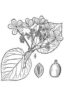 <i>Viburnum alnifolium</i> Marshall