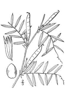 <i>Vicia sativa</i> L. var. angustifolia (L.) Ser.