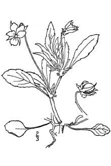 <i>Viola tricolor</i> L. var. arvensis (Murray) Boiss.