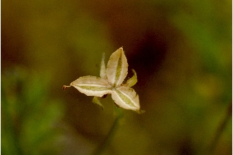 <i>Viola tricolor</i> L. var. arvensis (Murray) Boiss.