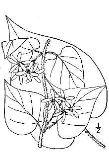 <i>Vincetoxicum baldwynianum</i> (Sweet) Britton