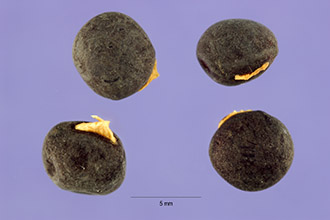 <i>Vicia atropurpurea</i> Desf.
