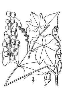 <i>Vitis aestivalis</i> Michx. var. argentifolia Fernald
