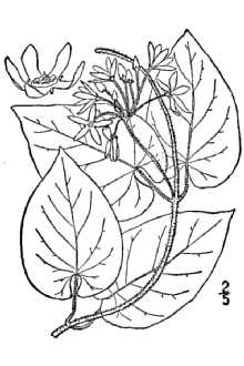 <i>Vincetoxicum carolinense</i> (Jacq.) Britton