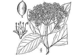 <i>Viburnum cassinoides</i> L. var. nitidum (Aiton) McAtee