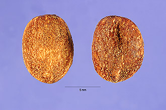 <i>Viburnum cassinoides</i> L.