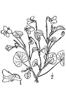 <i>Viola conspersa</i> Rchb.