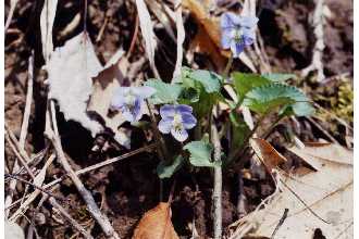 <i>Viola adunca</i> Sm. var. minor (Hook.) Fernald