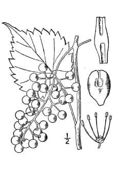 <i>Vitis cordifolia</i> Michx.