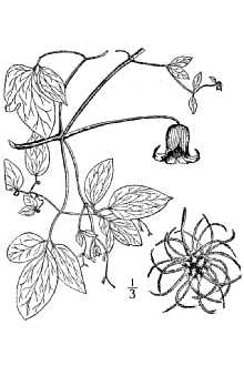 <i>Coriflora crispa</i> (L.) W.A. Weber