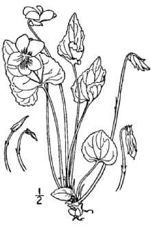 <i>Viola cucullata</i> Aiton var. microtitis Brainerd