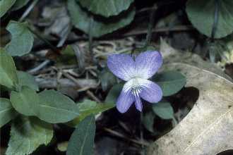 <i>Viola obliqua</i> Hill