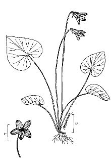 <i>Viola cucullata</i> Aiton var. microtitis Brainerd