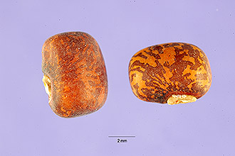 <i>Phaseolus cylindricus</i> L.