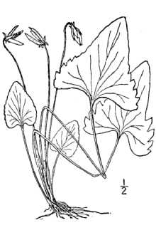 <i>Viola sagittata</i> Aiton var. subsagittata (Greene) Pollard