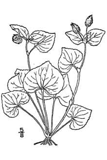 <i>Viola eriocarpon</i> (Nutt.) Schwein.