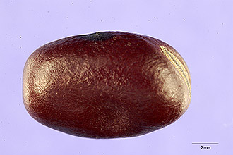 <i>Faba vulgaris</i> Moench