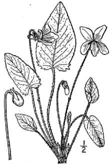 <i>Viola fimbriatula</i> Sm.