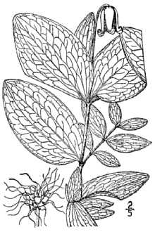 <i>Coriflora fremontii</i> (S. Watson) W.A. Weber