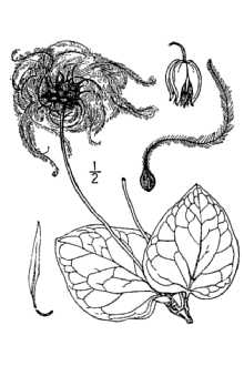 <i>Viorna glaucophylla</i> (Small) Small