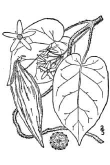 <i>Vincetoxicum suberosum</i> auct. non (L.) Britton