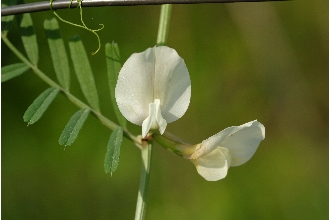 <i>Vicia grandiflora</i> Scop. var. kitaibeliana W.D.J. Koch