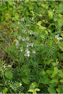 <i>Vicia grandiflora</i> Scop. var. kitaibeliana W.D.J. Koch