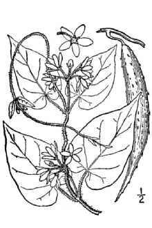 <i>Gonolobus carolinensis</i> (Jacq.) R. Br. ex Schult., non Nutt.