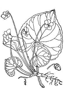 <i>Viola incognita</i> Brainerd var. forbesii Brainerd