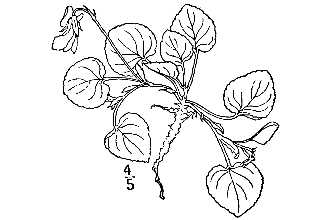 <i>Viola adunca</i> Sm. var. minor (Hook.) Fernald
