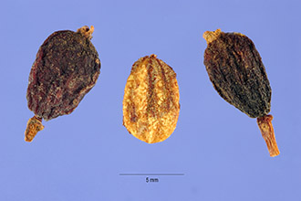 <i>Viburnum alnifolium</i> Marshall