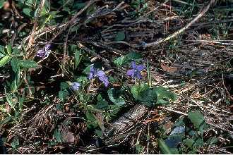 <i>Viola langloisii</i> Greene var. pedatiloba Brainerd, p.p., nom. inq.