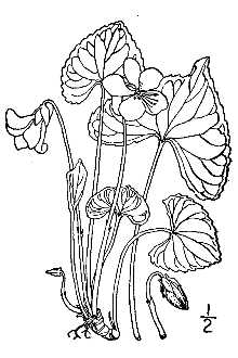 <i>Viola sororia</i> Willd. f. priceana (Pollard) Cooperr.