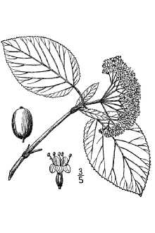 <i>Viburnum lantana</i> L. var. sphaerocarpum A. Gray ex Fernald