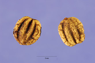 <i>Viburnum lantana</i> L. var. sphaerocarpum A. Gray ex Fernald