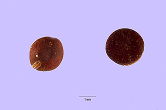 <i>Vicia ludoviciana</i> Nutt. ex Torr. & A. Gray var. leavenworthii (Torr. & A. Gray ) B