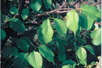 <i>Viburnum ×vetteri</i> Zabel