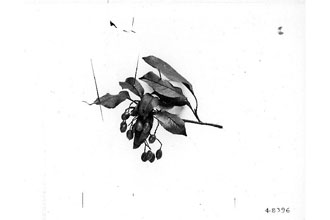 <i>Viburnum ×vetteri</i> Zabel