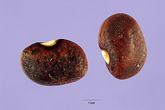 <i>Phaseolus schottii</i> Benth.