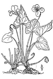 <i>Viola sororia</i> Willd. var. missouriensis (Greene) McKinney