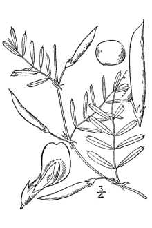 <i>Vicia micrantha</i> Nutt. ex Torr. & A. Gray