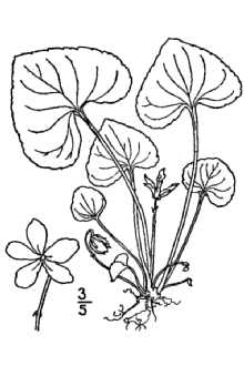 <i>Viola nephrophylla</i> Greene var. cognata (Greene) C.L. Hitchc.